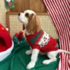 Festive red Christmas dog sweater for winter outings