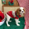 Red Christmas dog sweater in a rich ruby shade