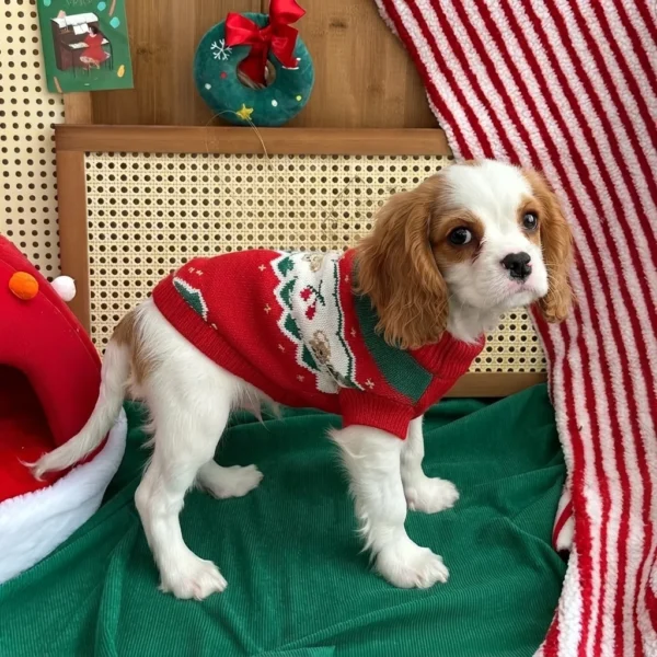 Red Christmas dog sweater in a rich ruby shade