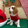 Red Christmas dog sweater for holiday photos