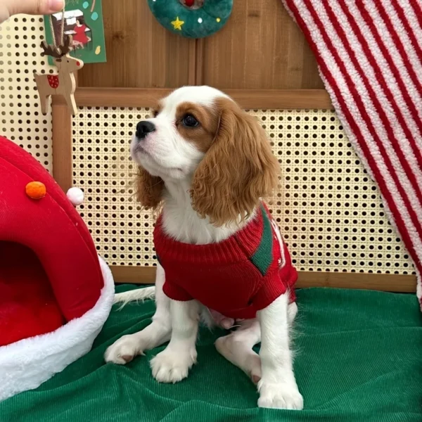 Red Christmas dog sweater for holiday photos