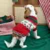 Ruby red Christmas dog sweater for holiday gatherings